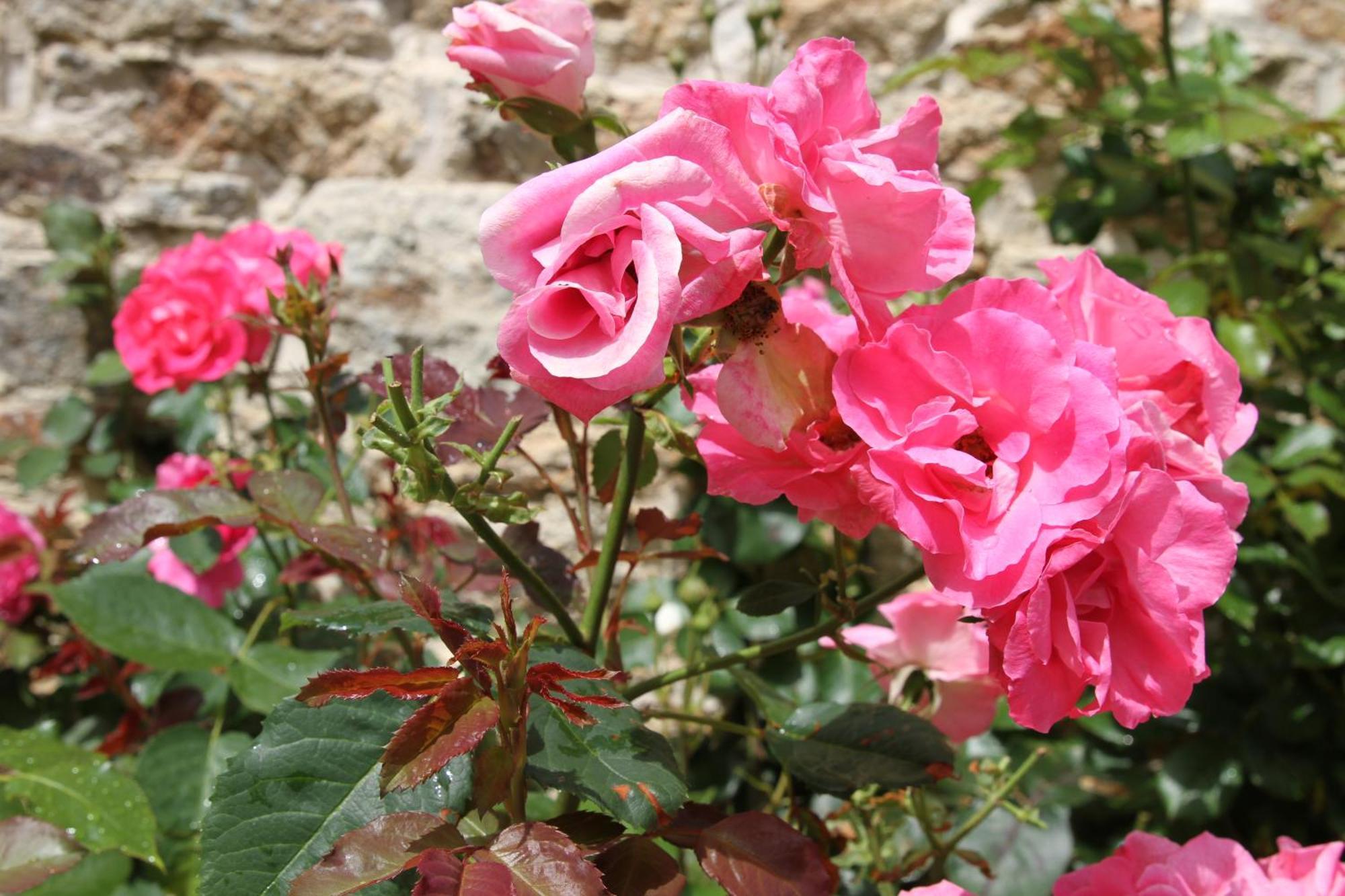 L'Ancienne Boulangerie Bed & Breakfast Collinee Luaran gambar